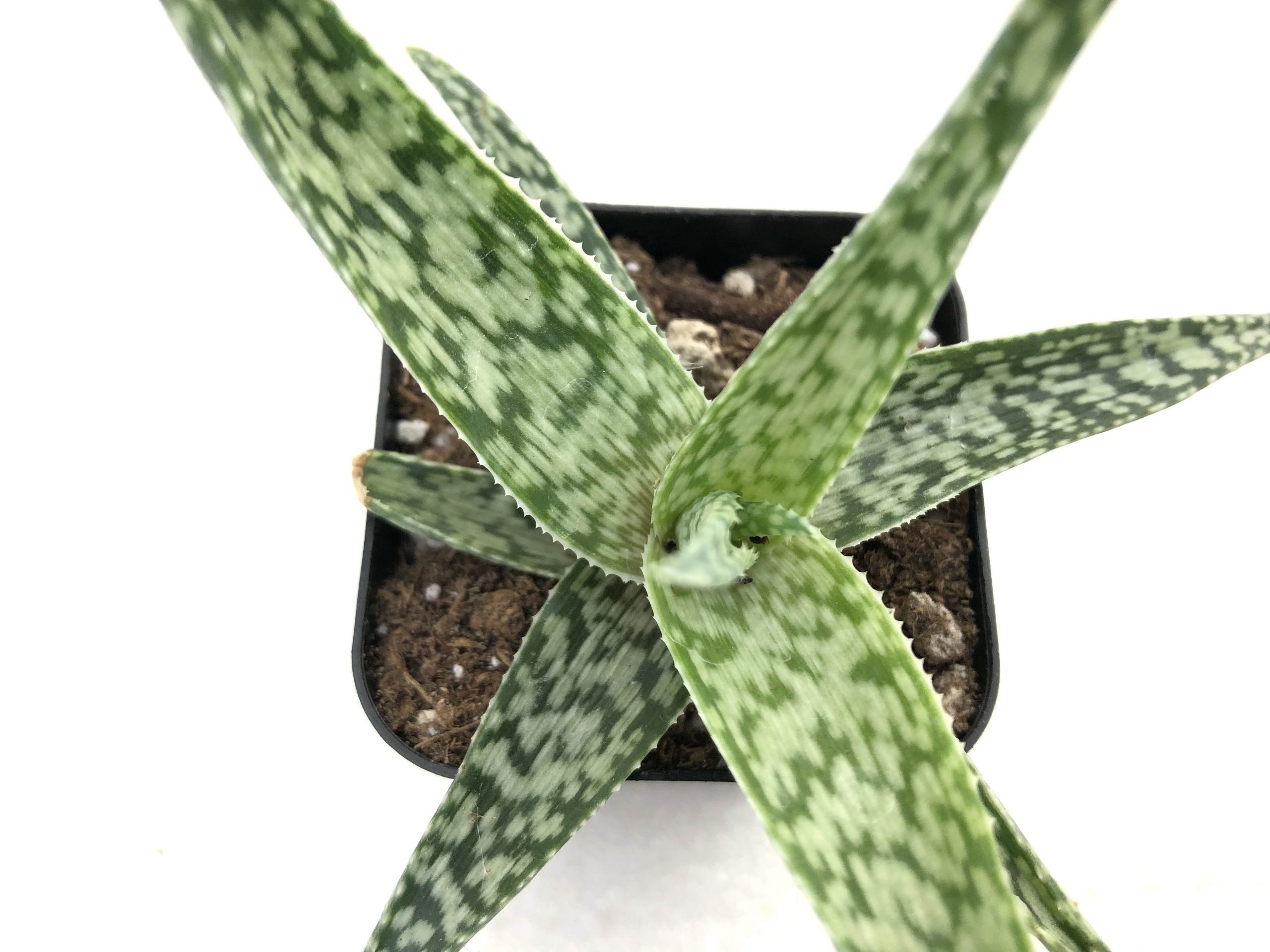 white beauty aloe vera plant Aloe white beauty – Rita Lee's Nursery